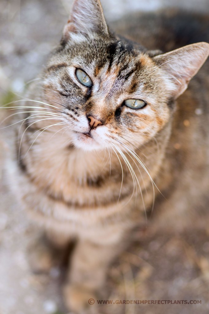 kitty in the garden