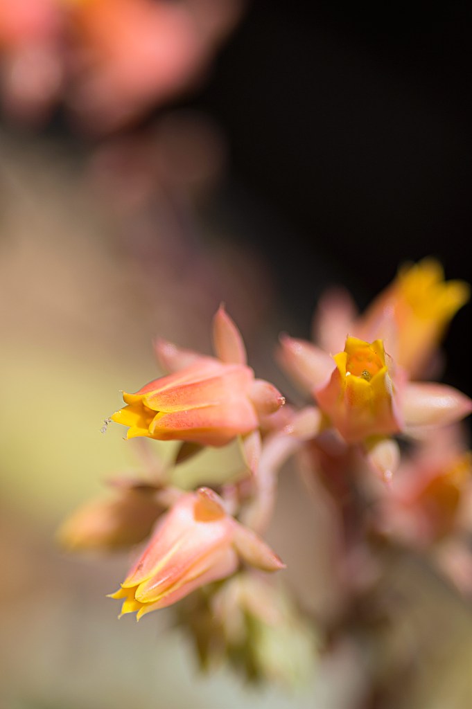 Echeveria Succulent Flower