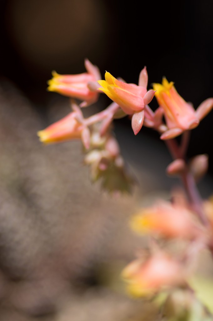 Echeveria flowers