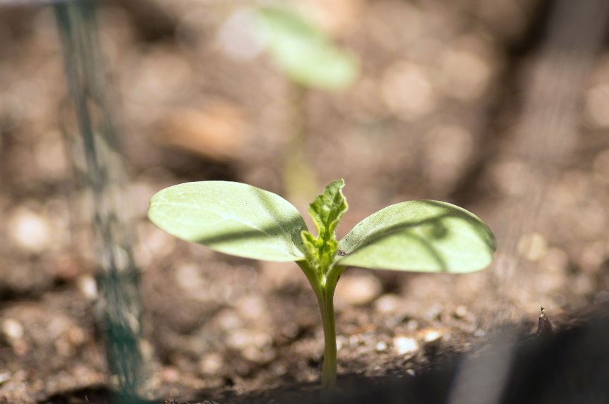 Sugar baby watermelon seedling day 9