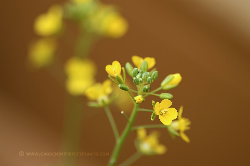 Leaf Lettuce Flowers