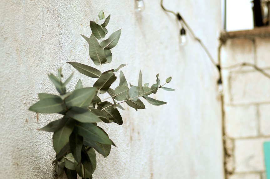 young eucalyptus tree, potted