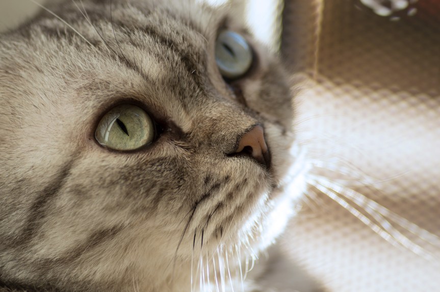 Merry Christmas from Garden&nbsp;ImPurrfect!