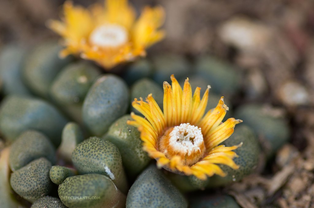 Growing new succulents, mimicry plant and Panda Plant, Kalanchoe. Succulents flowering