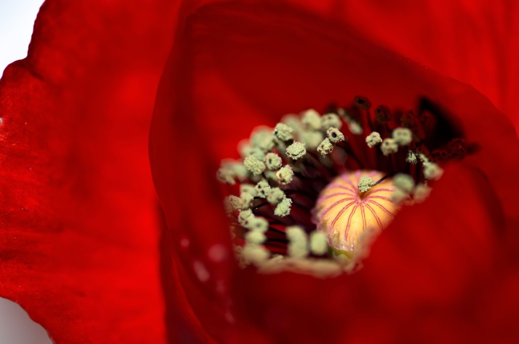 Turkish Red Poppy Flower Macro shot