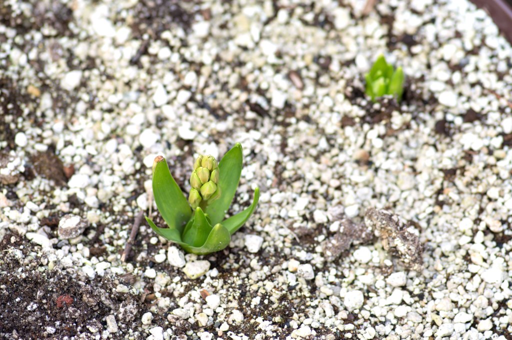 Hyacinth emerging from the ground