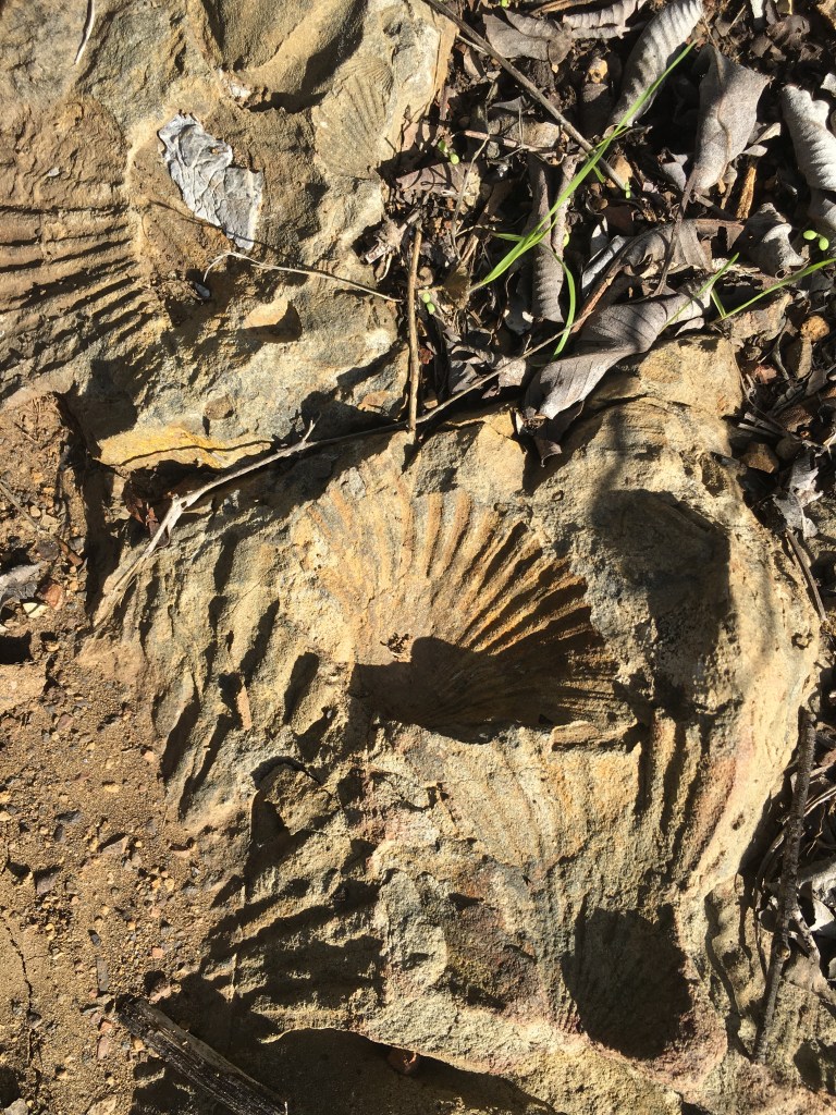 Ancient Sea Shell Fossils Imprints Santa Monica Mountains