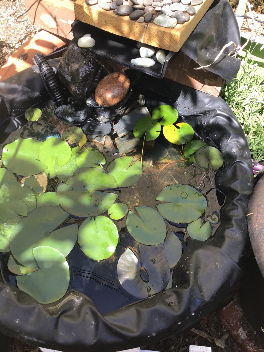 How to set up a small imperfect garden&nbsp;pond.