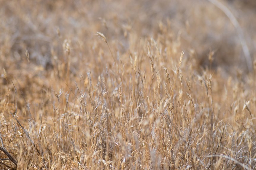 Grasses near Soda lake Carrizo Plain California