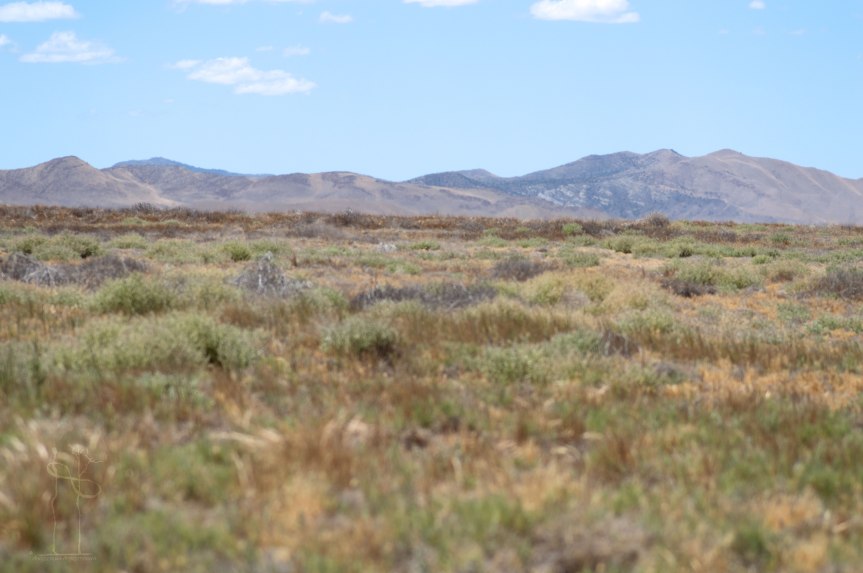Carrizo Plains Vegetation