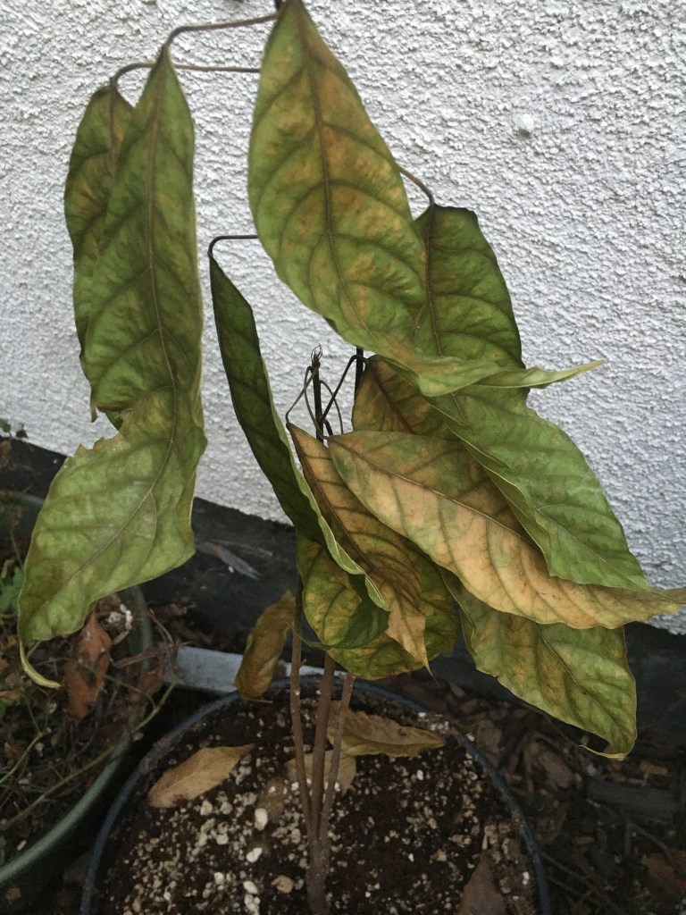 This image has an empty alt attribute; its file name is cacao-plant-chocolate-tree.jpg