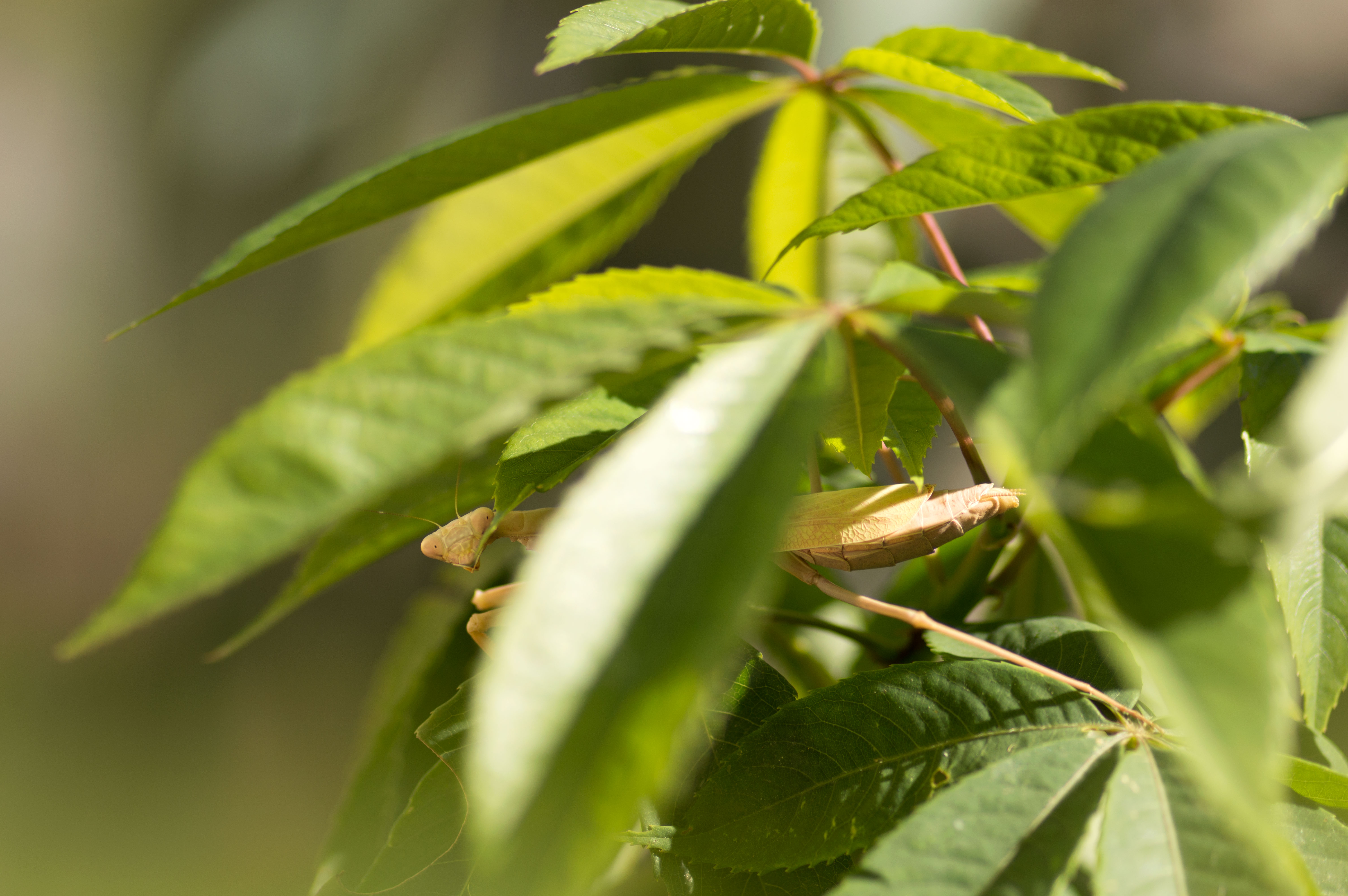 You think YOU are special? – Garden Imperfect Plants