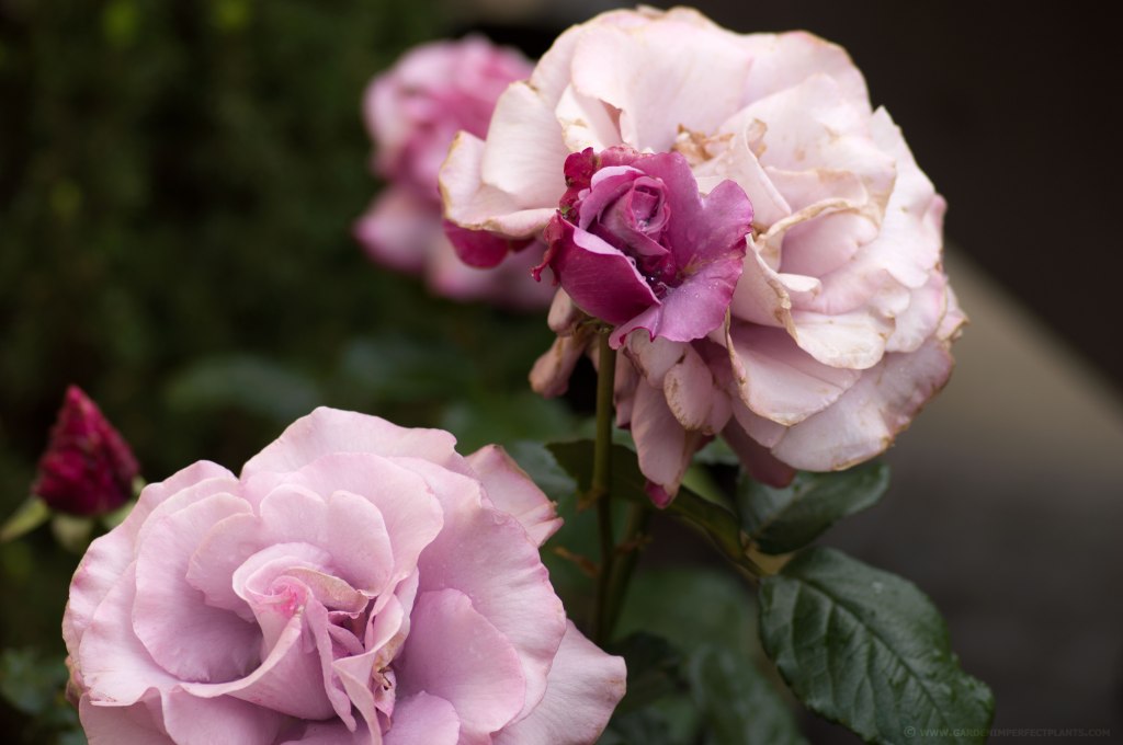 Hybrid Tea "Neptune" Rose