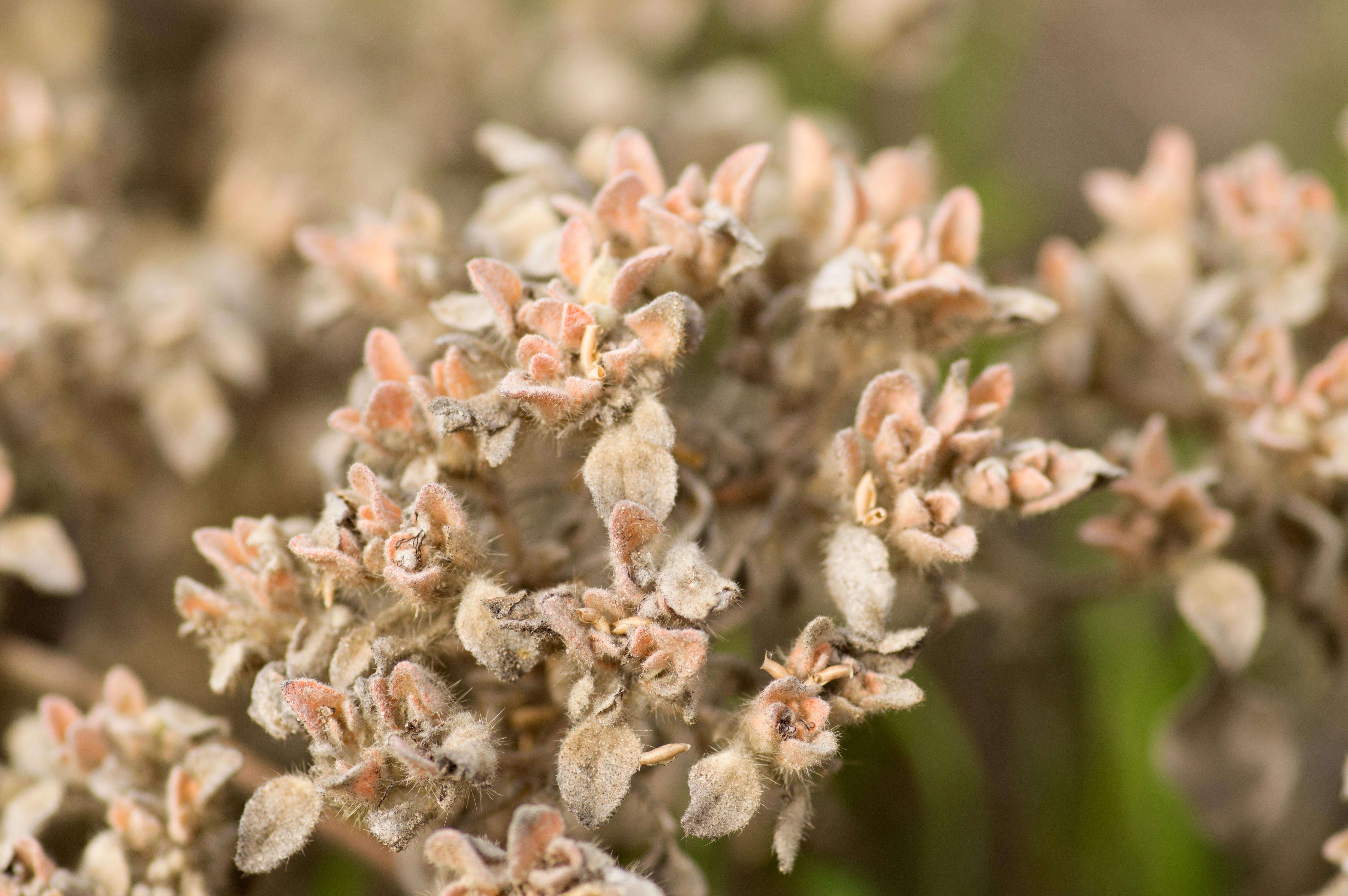 Croton Setiger "Turkey Mullein" in January, California