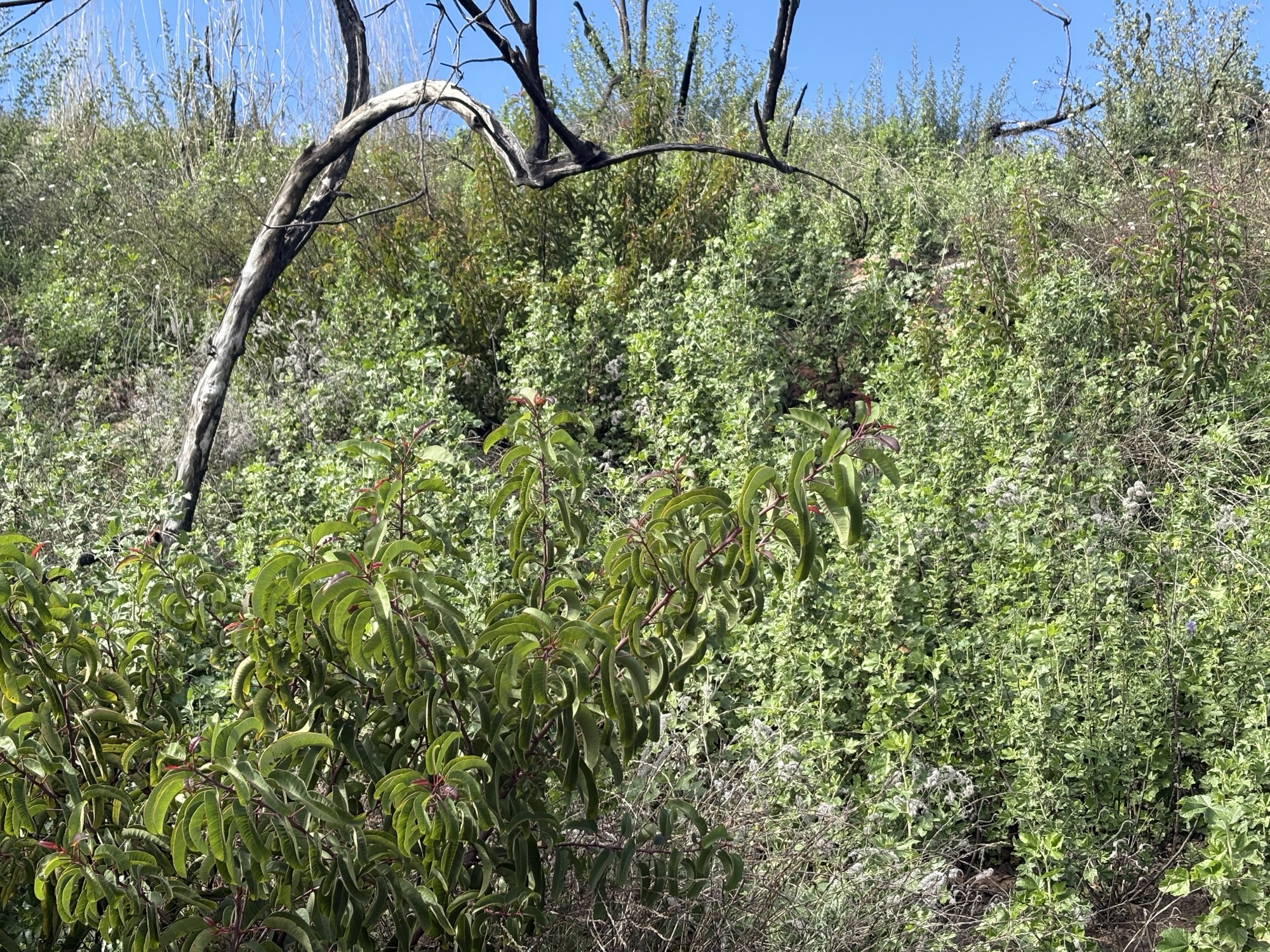California Native Laurel Sumac