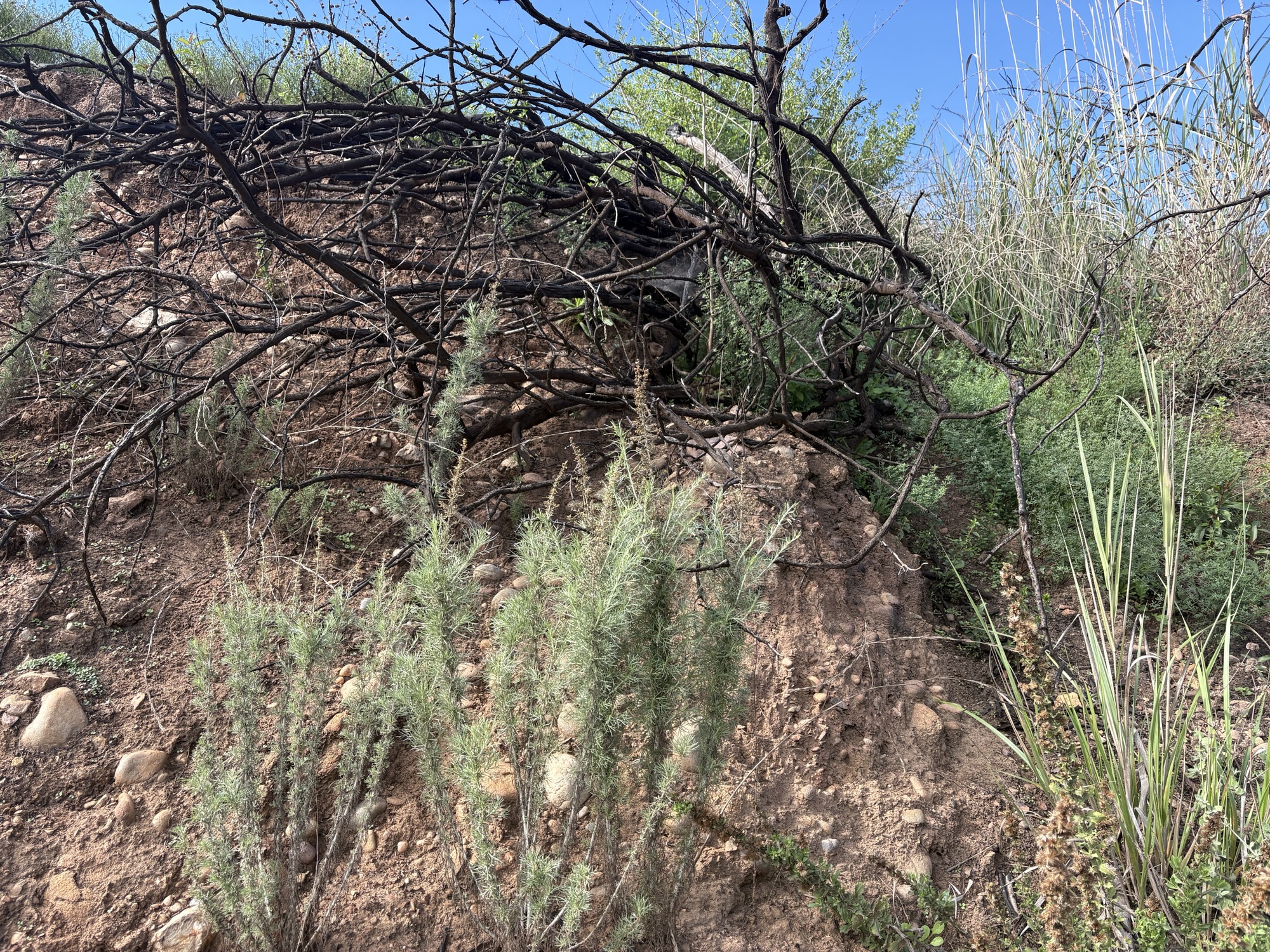 Artemisia Californica young plant coming up after the fires